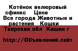 Котёнок велюровый сфинкс. › Цена ­ 15 000 - Все города Животные и растения » Кошки   . Тверская обл.,Кашин г.